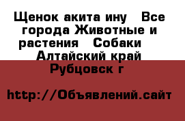 Щенок акита ину - Все города Животные и растения » Собаки   . Алтайский край,Рубцовск г.